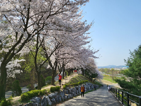 탄천에서 남한산성까지... 성남시 전역에 번진 벚꽃 물결